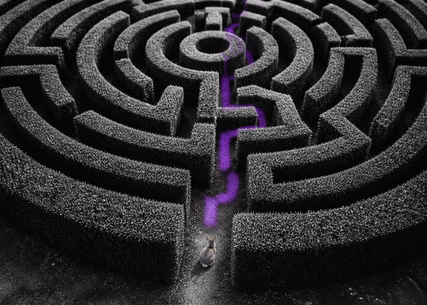 Coelho na entrada de um labirinto com um caminho roxo marcando o atalho